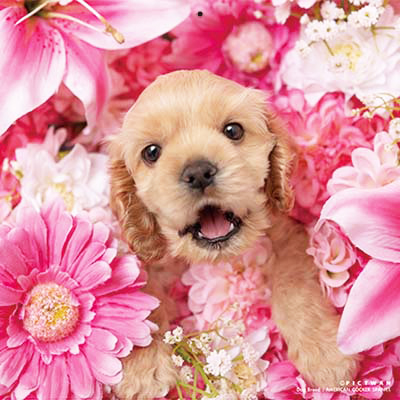 PICTWANカレンダー 1月