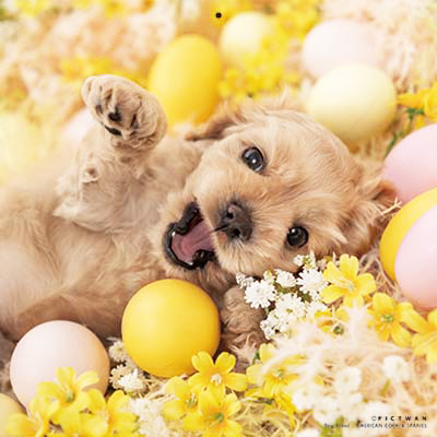 PICTWANカレンダー 2月