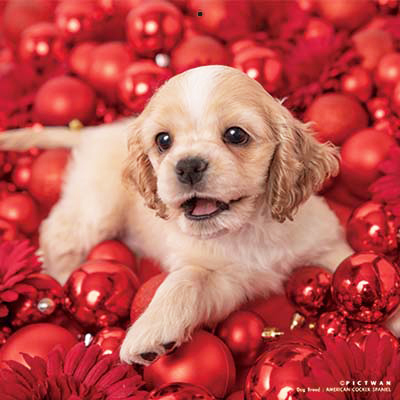 PICTWANカレンダー 3月