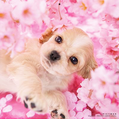 PICTWANカレンダー 4月