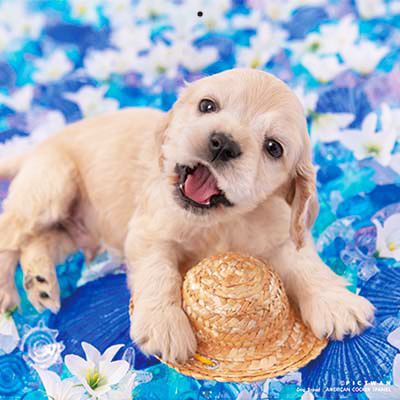 PICTWANカレンダー 5月