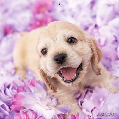 PICTWANカレンダー 6月