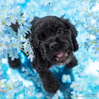 PICTWANカレンダー 7月