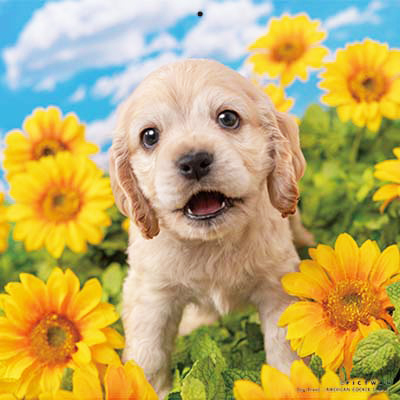 PICTWANカレンダー 8月