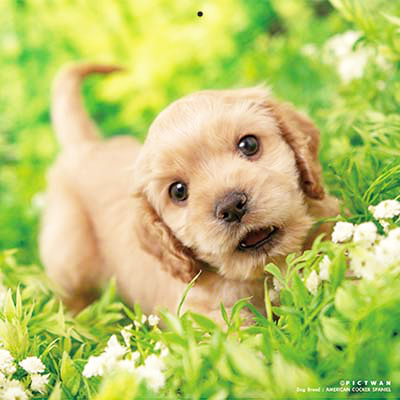 PICTWANカレンダー 9月