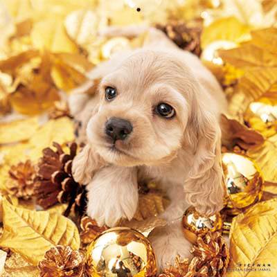 PICTWANカレンダー 11月