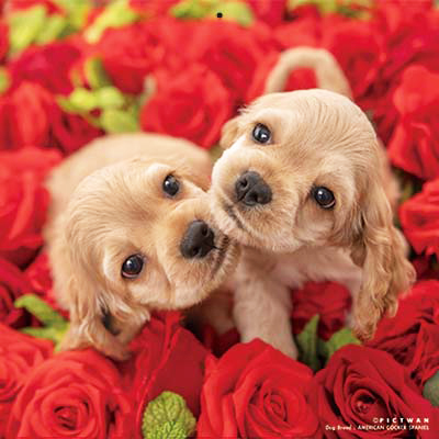 PICTWANカレンダー 12月