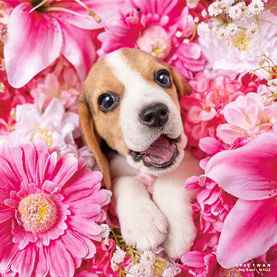 PICTWANカレンダー 1月