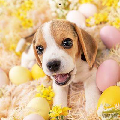 PICTWANカレンダー 2月