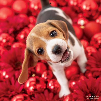 PICTWANカレンダー 3月