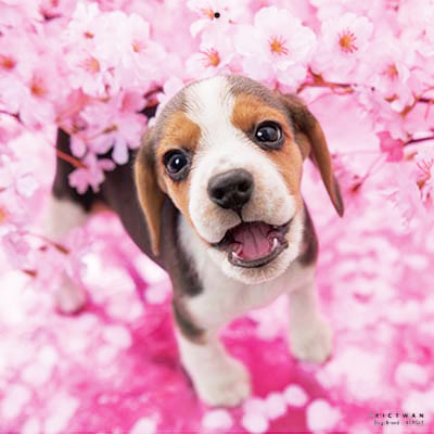 PICTWANカレンダー 4月