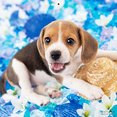 PICTWANカレンダー 5月