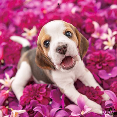 PICTWANカレンダー 6月