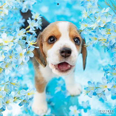 PICTWANカレンダー 7月