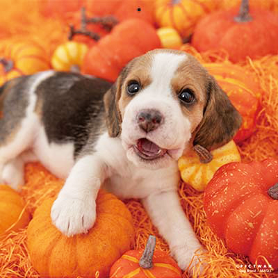 PICTWANカレンダー 8月