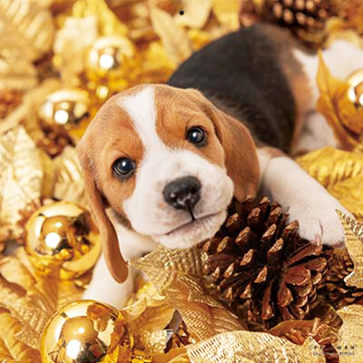 PICTWANカレンダー 10月