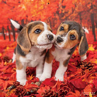 PICTWANカレンダー 11月