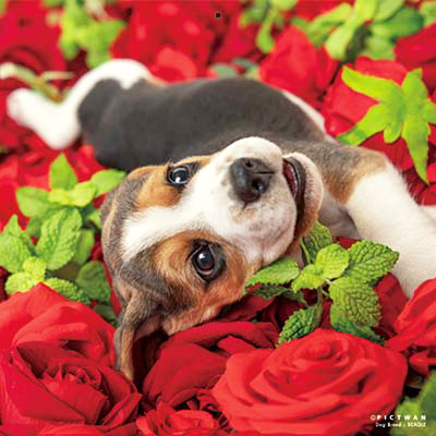 PICTWANカレンダー 12月