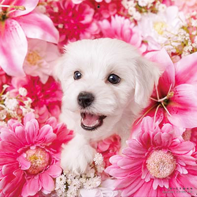 PICTWANカレンダー 1月