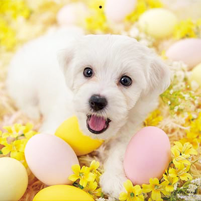 PICTWANカレンダー 2月