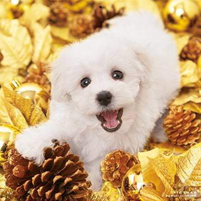 PICTWANカレンダー 3月