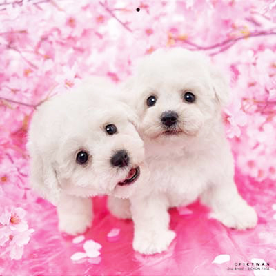 PICTWANカレンダー 4月