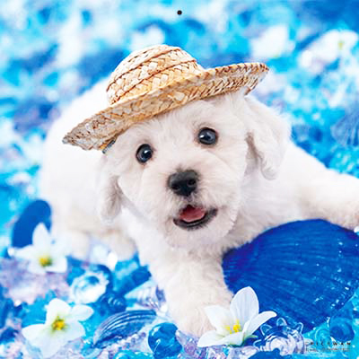 PICTWANカレンダー 5月