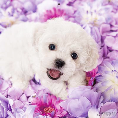 PICTWANカレンダー 6月