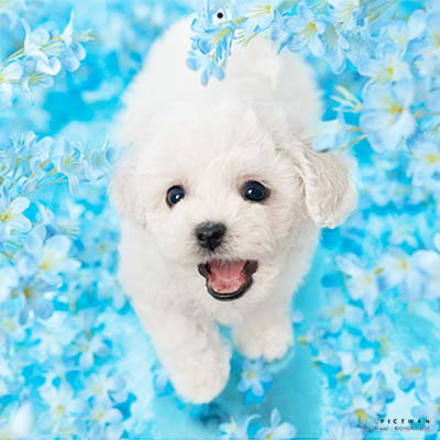 PICTWANカレンダー 7月