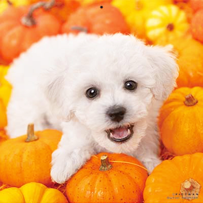 PICTWANカレンダー 8月