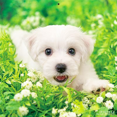 PICTWANカレンダー 9月