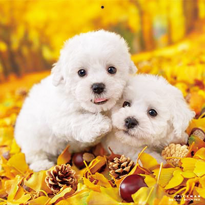 PICTWANカレンダー 11月