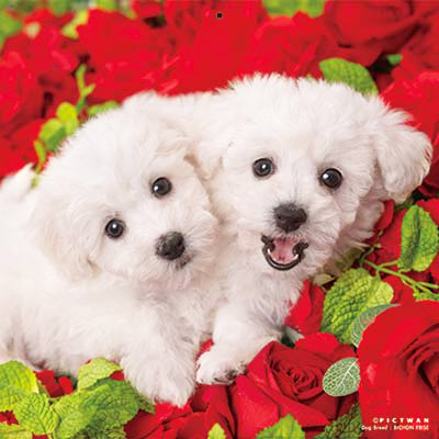 PICTWANカレンダー 12月