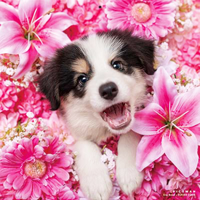 PICTWANカレンダー 1月