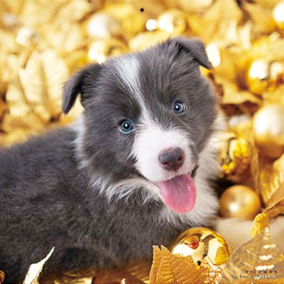 PICTWANカレンダー 2月