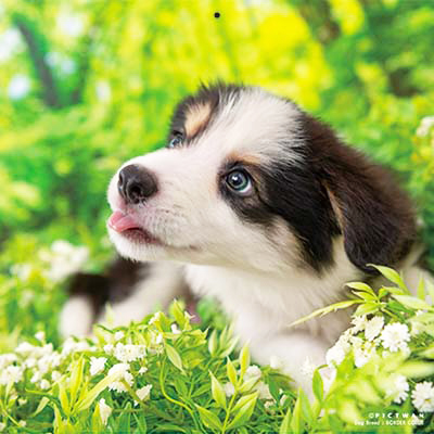 PICTWANカレンダー 3月