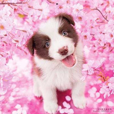 PICTWANカレンダー 4月