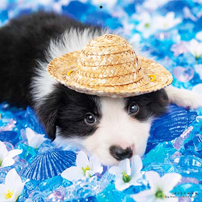 PICTWANカレンダー 5月