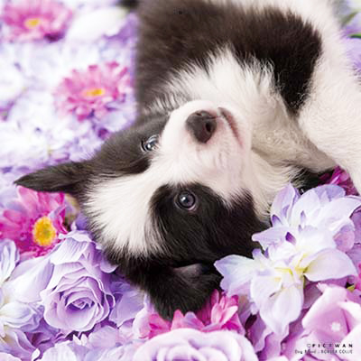 PICTWANカレンダー 6月