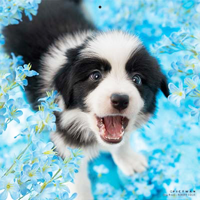 PICTWANカレンダー 7月