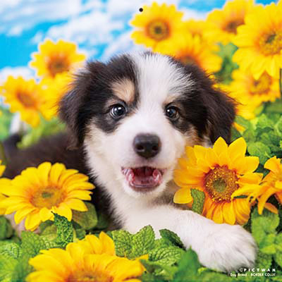 PICTWANカレンダー 8月