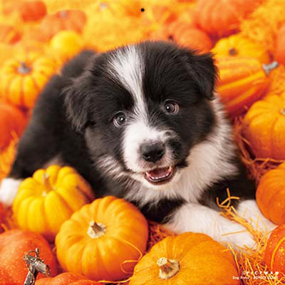 PICTWANカレンダー 9月