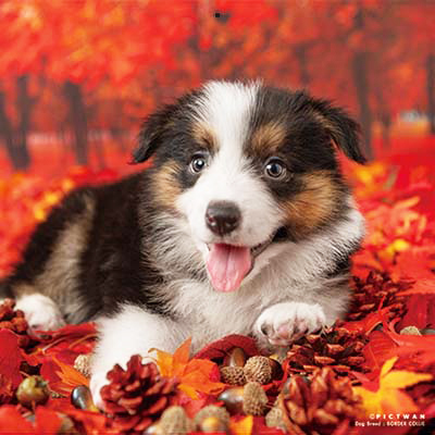 PICTWANカレンダー 10月