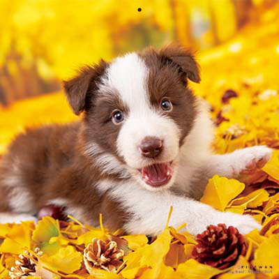 PICTWANカレンダー 11月