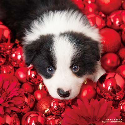 PICTWANカレンダー 12月