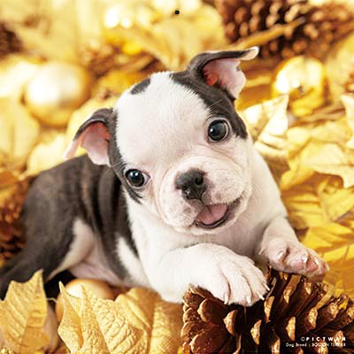 PICTWANカレンダー 1月