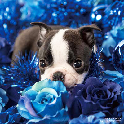 PICTWANカレンダー 2月