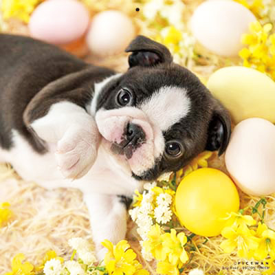 PICTWANカレンダー 3月