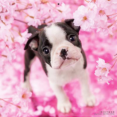 PICTWANカレンダー 4月