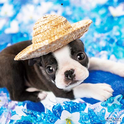 PICTWANカレンダー 5月